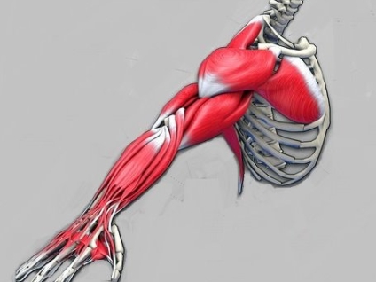 Injuries to the Arm