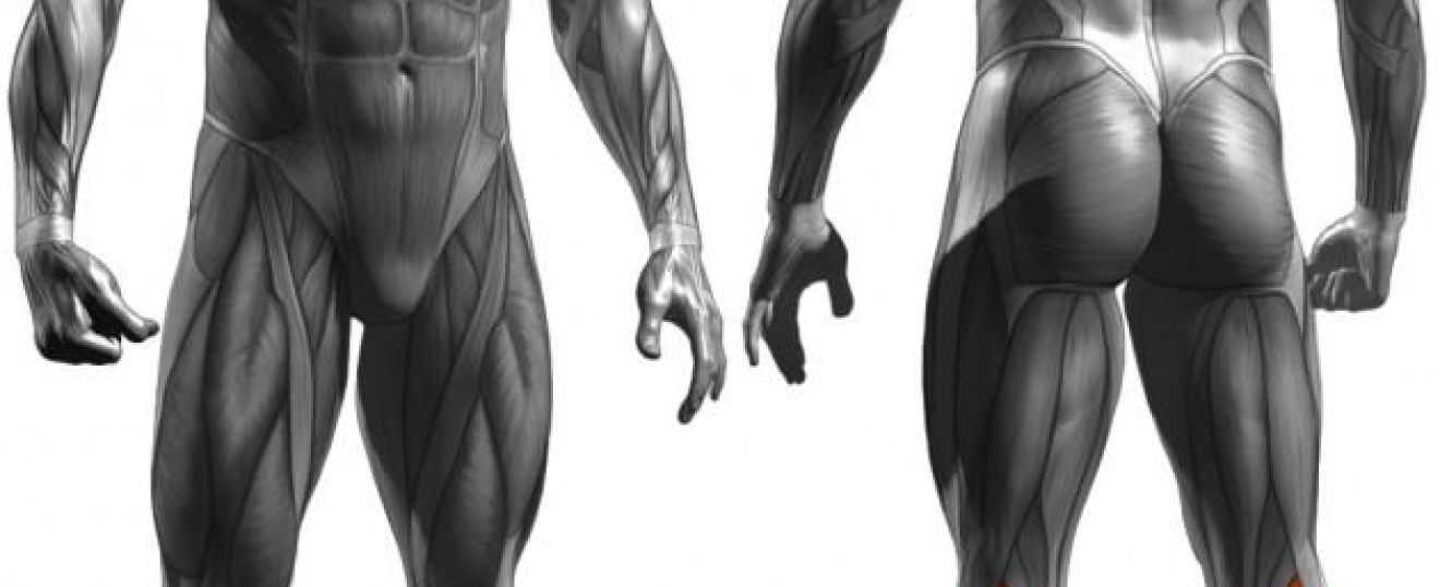 Calf Muscles and Injuries