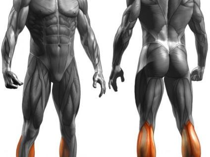 Calf Muscles and Injuries