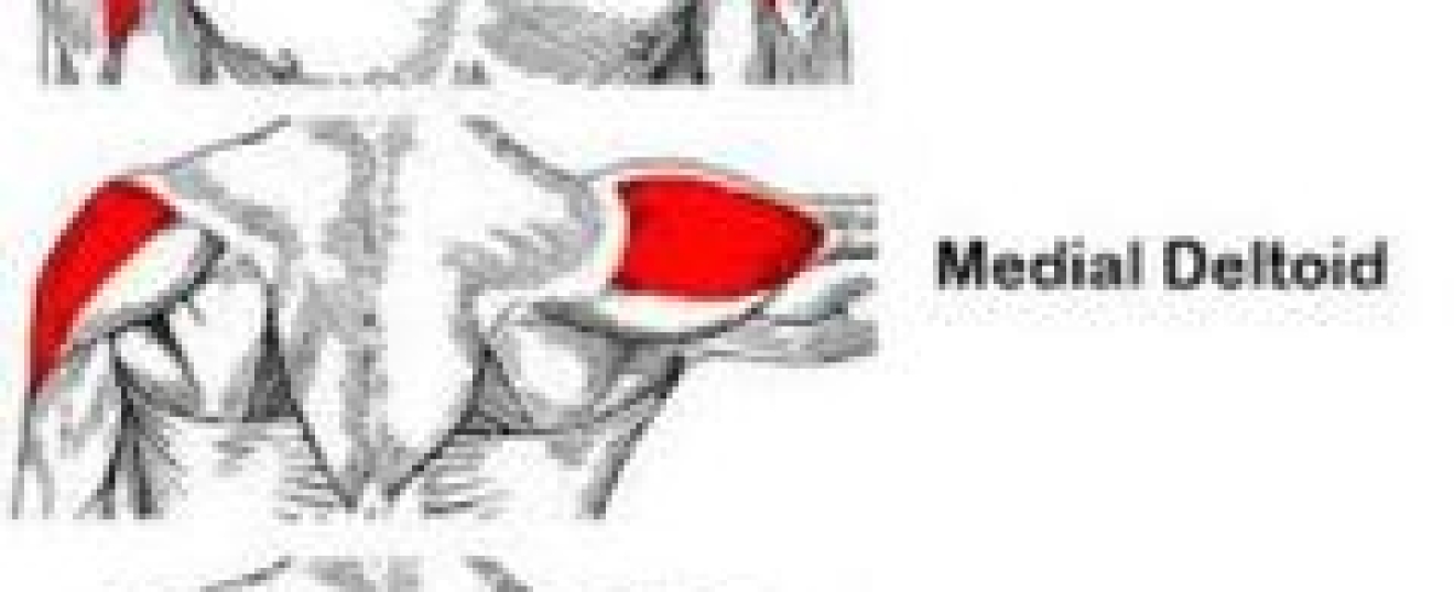 Deltoid Muscle