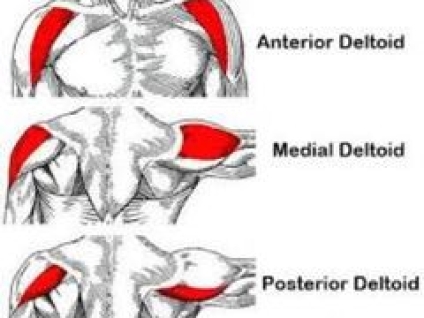 Deltoid Muscle