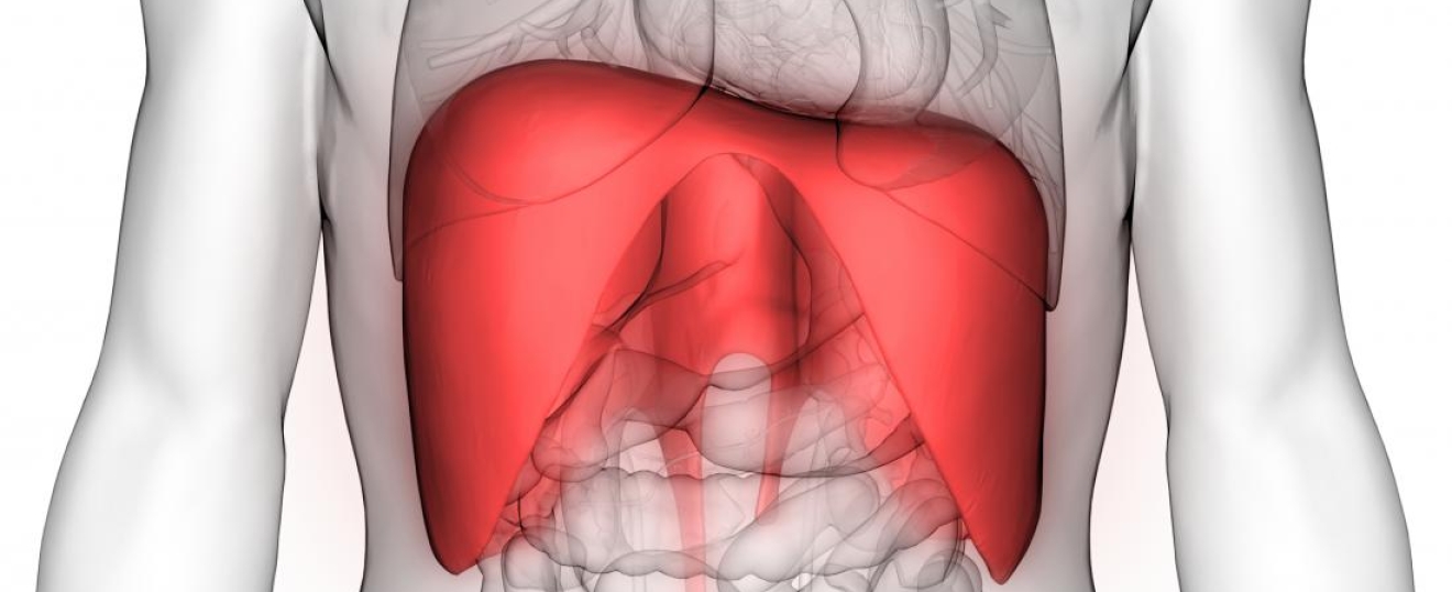 The Diaphragm