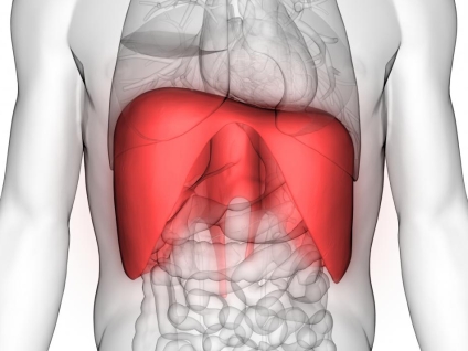 The Diaphragm