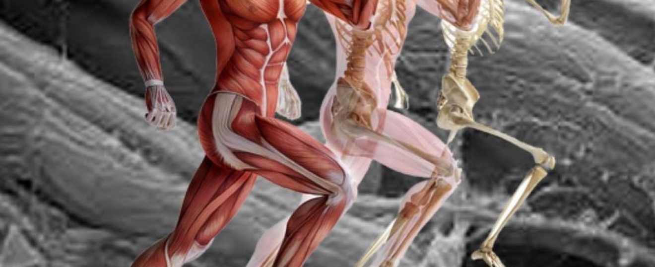 Fascia Dysfunction and Myofascial Pain Syndrome