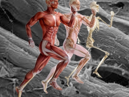 Fascia Dysfunction and Myofascial Pain Syndrome