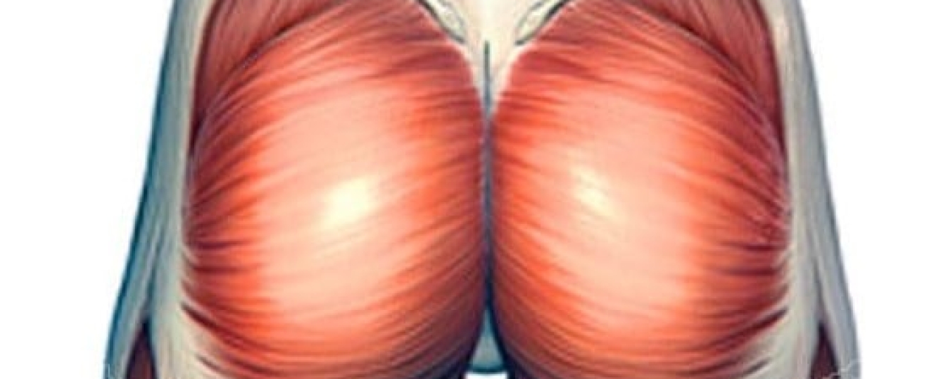 Gluteus Maximus
