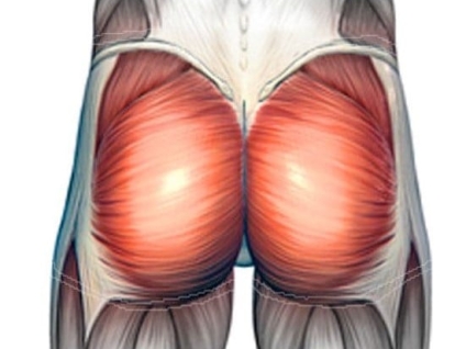 Gluteus Maximus