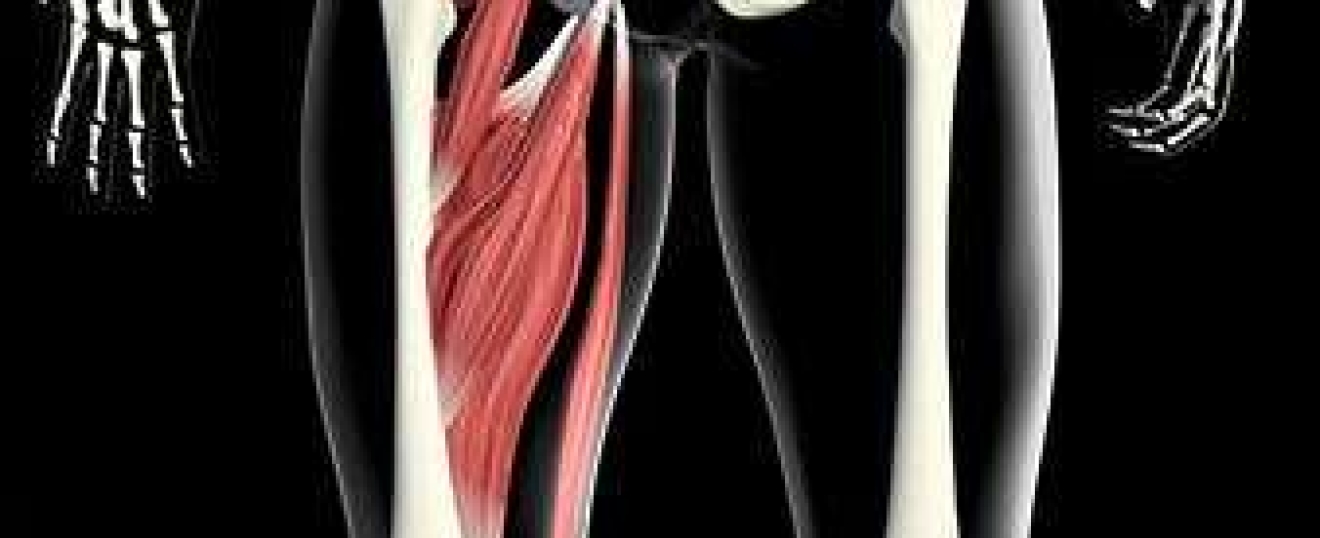 Groin and Adductor Muscles