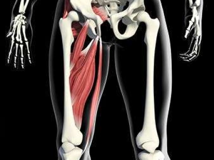 Groin and Adductor Muscles