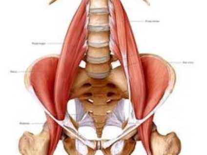 Hip Flexor Muscles and Injuries