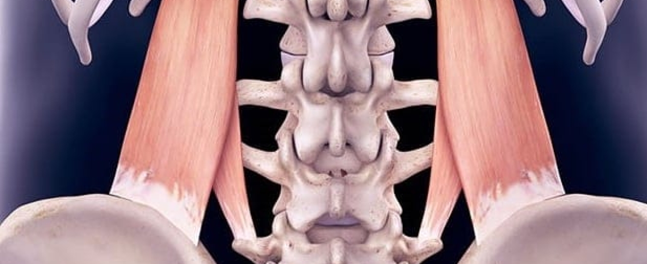 Quadratus Lumborum (QLs)