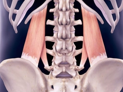 Quadratus Lumborum (QLs)