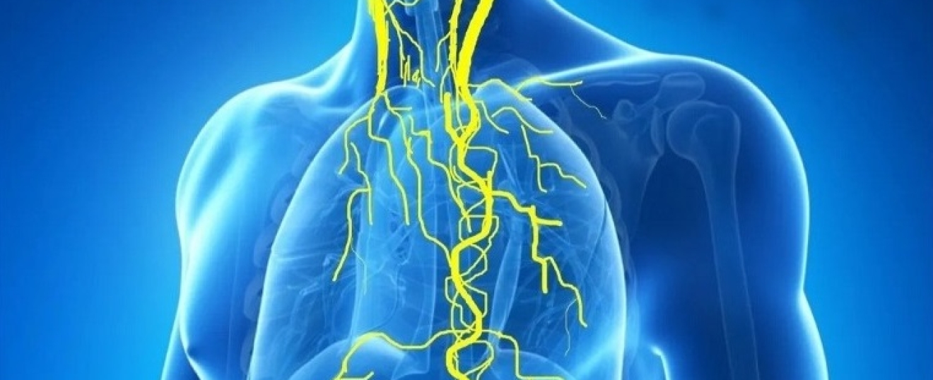 Why Is the Vagus Nerve So Important?