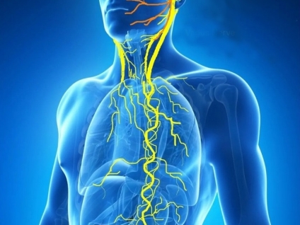 Why Is the Vagus Nerve So Important?