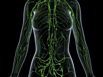 The Lymphatic System and the Skin