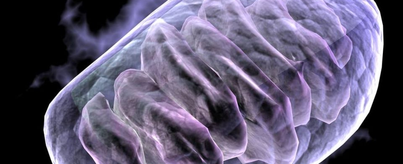 The Mitochondria and Why Massage Works