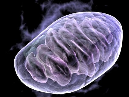 The Mitochondria and Why Massage Works