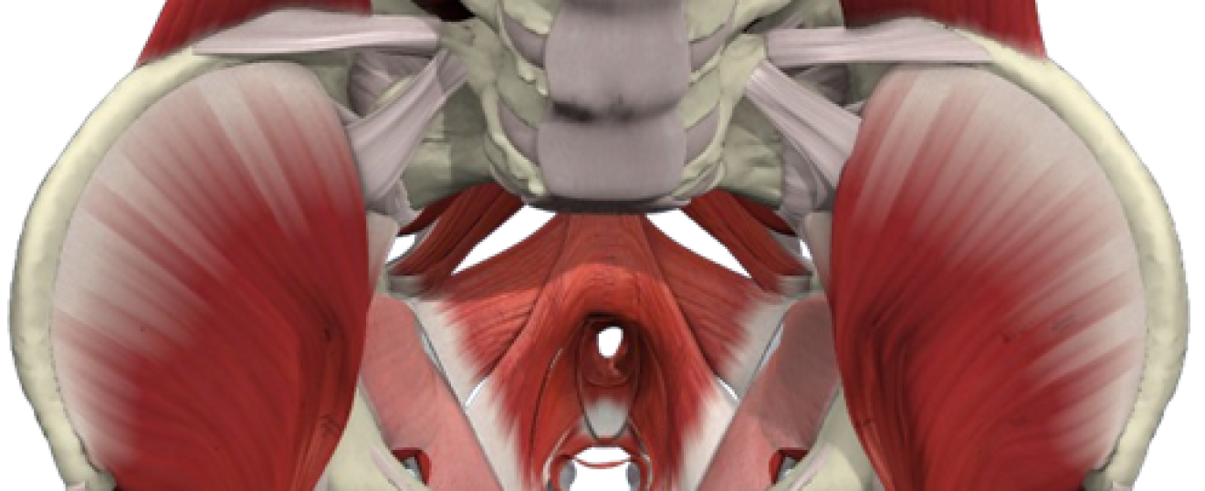 Pelvic Floor Dysfunction and Massage