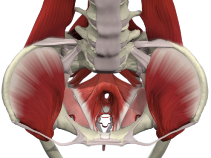 Pelvic Floor Dysfunction and Massage