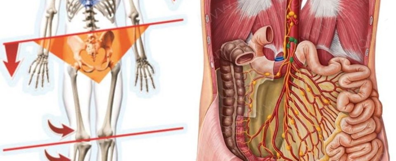 The Effect of Postural Alignment on the Abdominal Organs