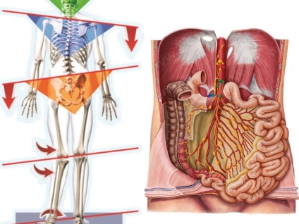 The Effect of Postural Alignment on the Abdominal Organs
