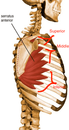 3.serratus anterior anatomy with three components
