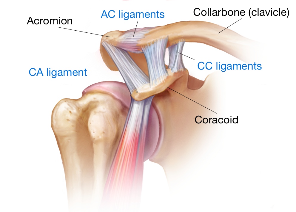 7.acromioclavicular and coracoclavicular ligaments
