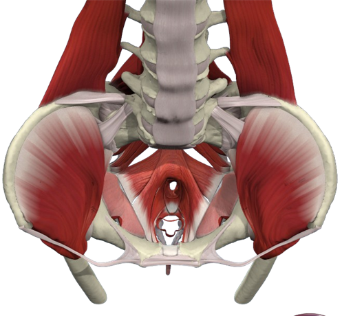 pelvicfloor1