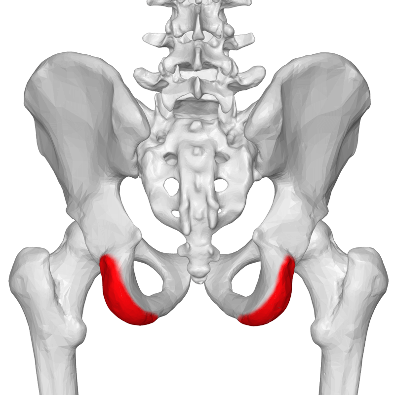 pelvis