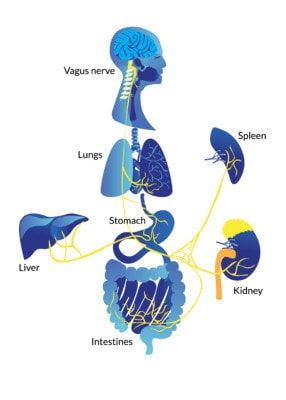 VagusNerve2