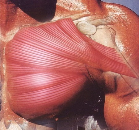 chest3