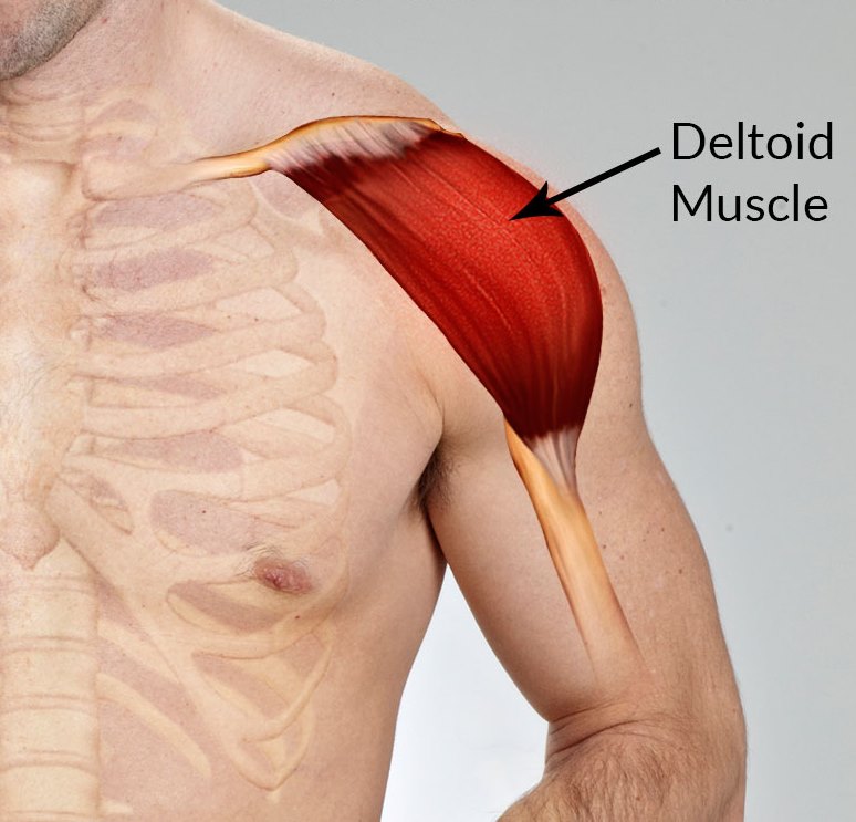 deltoid1
