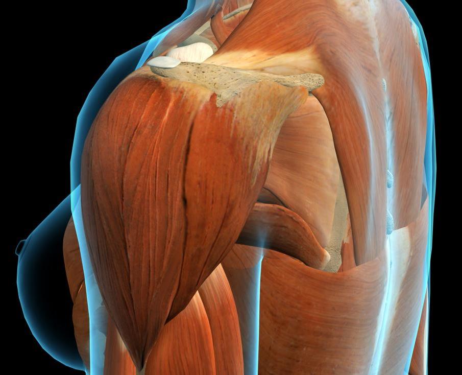 deltoid4