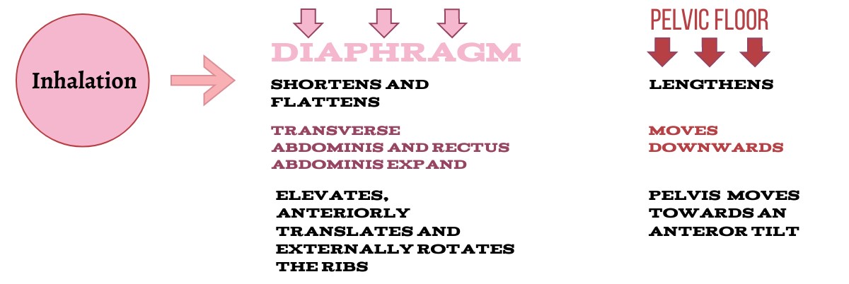 diaphragm4