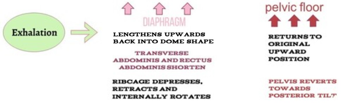 diaphragm5