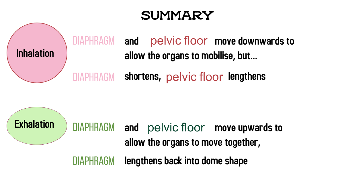 diaphragm6
