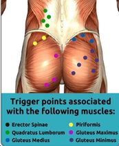 glutemax3