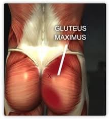 glutemax4