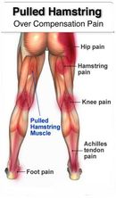 hamstring1