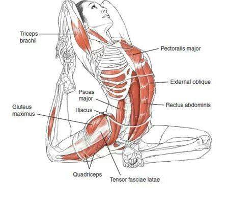 hipflex6