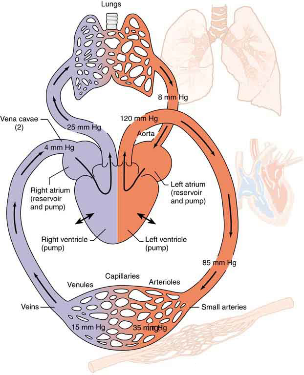 hypertension2