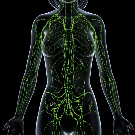 lymphatic1