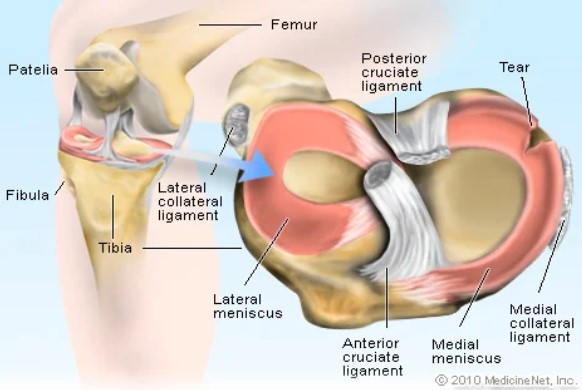 meniscus23