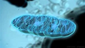 mitochondriaanddiab3