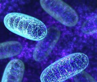 mitochondriaanddiab4