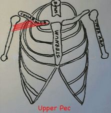 pecgap3