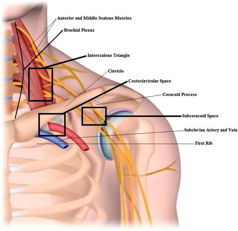 thoracic outlet 