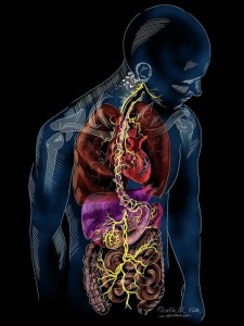 vagusnerve3